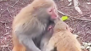 beaten by the poor monkey himself
