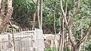 jump from a height into the water