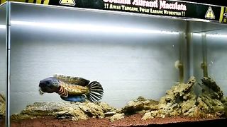 Aquascape 8