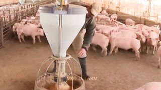 How German Farmers Raise Millions Of Free-Range Pigs - Modern Pork Processing Factory