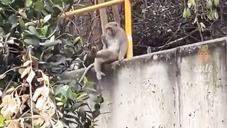 Cute Animal - Funny - Happy time-01