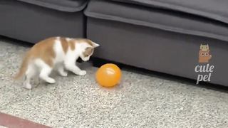Cute Animal - Funny - Happy time-02