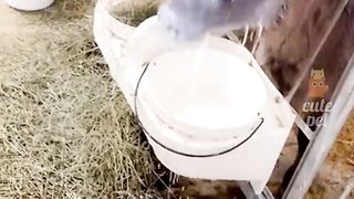 Cute Animal - Funny - Happy time-03