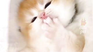 Cute Animal - Funny- 04