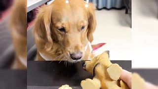 Cute Animal - Funny - Happy time-06