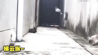 Cute Animal - Kung Fu Kitty - Happy time 05