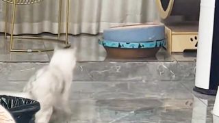 Cute Animal - Funny - Happy time-07