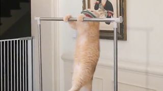 Cute Animal - Funny - Happy time-08