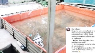 Gagal pemijahan induk lele dengan air dari PDAM