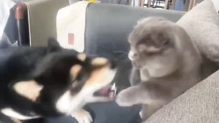 Cute Animal - Kung fu Kitten - Funny - Happy time-10