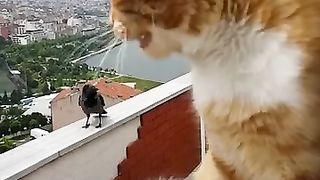 The cow is upset that why the cat is sitting here