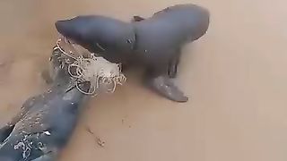 Rescue the animal