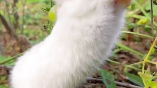 Pet 30