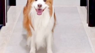 Cute Animal - Funny - Happy time-11
