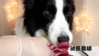 Cute Animal - Funny - Border Collie Eating- Happy time-02