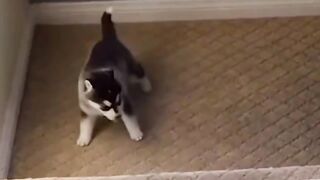 Funny Animal Memes That Break Your Libs: Funny Animal Fails