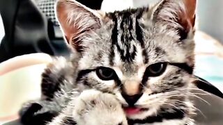 Kucing sangat lucu