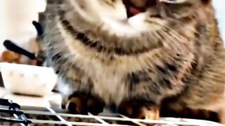 Kucing imut sekali dan lucu