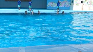 Dolphins show in Japan