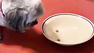 When you don't feed your Dog