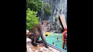 Monkey beach in Thailand