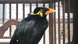 Smart beo birds