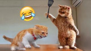 Funniest Animals 2022 ???? Funniest Cats and Dogs ???????? | Pets Family