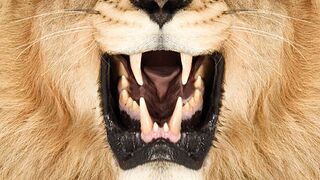 Scaring a Lion ????#shorts, animal video, amazing tiger video, funny tiger video, best tik tok animal video, dangerous tiger video wild animals video