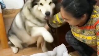 Let me touch one time ......#pets #petlovers #petsofins