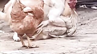 Great catch animal video, dog catching a cock, funny video, funny dog video,#pet#animal#shorts#animal#tik tok video #amazing animal video,