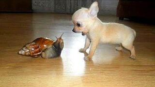 Funny Pets Until Tears | Funny ANIMALS video