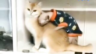 A gata é o gato