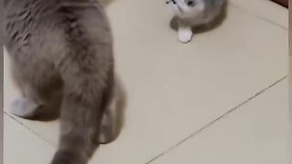 Don't to be laughed #Funny cat reaction video,# amazing cat#tik tok cat video # pet#animal# funny video, animal shorts