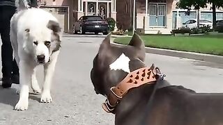 # don't be launched #Alabai vs pitbull fighting,#shorts, animal video, amazing dogs,#pet#animal# funny video #funny animal Dance #