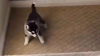 Don't be laughed,#funny animal video#funny#shorts#pet#cat#amazing animal video #funny shorts # best tik tok animal video #