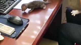Funny Cat