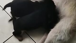 Vida dura de mãe