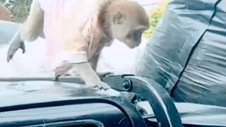 Monyet Aja Rajin Kerja Masa Kamu Males