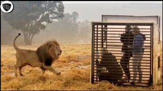 Ludi susreti između ljudi i divljih životinja u svijetu prirode - Animals Attack