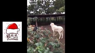 Funniest Videos compilation part. 1