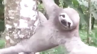 What species is this?