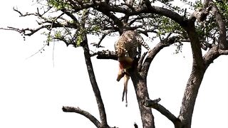 Incredible footage of leopard caching his dinner from other predators