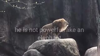 Lion attitude