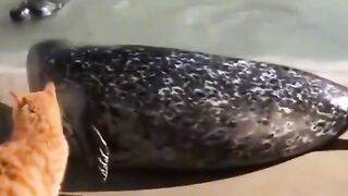 Кіт.