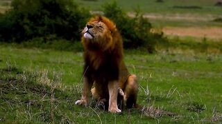 Big old lion has satisfying scratch after a big meal