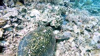 Beautiful sea turtle works hard to get its meal in the crevice