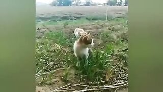 Animal Funny video part 3