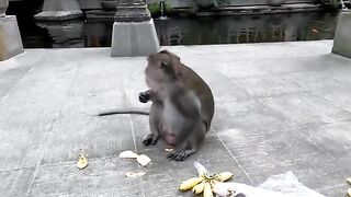 Bold Monkey Feasts On His Stolen Bananas