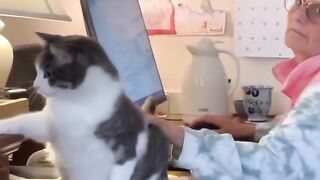 Gatos espertos