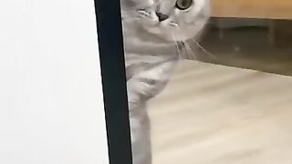 Nossa kkkk coitados dos gatos